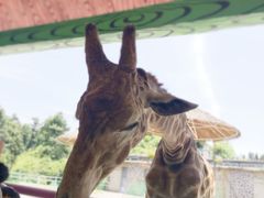 -贵州森林野生动物园
