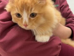 -瑞派康怡24h宠物医院·犬猫医疗中心·微创绝育(瑞景分院)