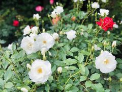 -上海共青森林公园