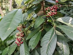 -广西壮族自治区药用植物园