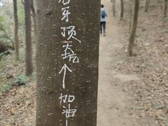 -黄埔油麻山森林公园