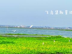 -莲花岛景区