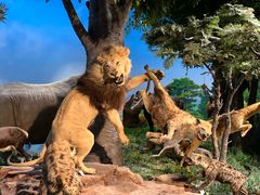 -国家自然博物馆