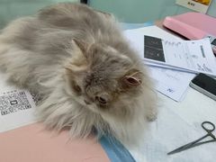 -嘉馨宠物医院·CT影像转诊·心脏科·犬猫全科诊疗中心(下沙大学城院区)