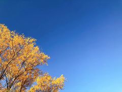 -金塔沙漠胡杨林景区