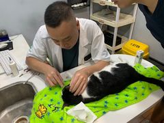 -瑞派动物医院·绝育·犬猫全科·预防医学(光景江南中店)
