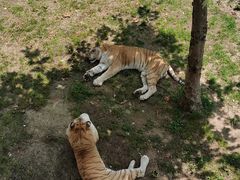 -西霞口神雕山野生动物世界