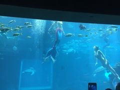 -海棠湾洲际-涛·海底餐厅·美人鱼·自助餐·海底隧道