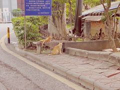 -长洲岛