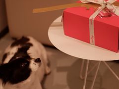 -可丽可丽·生日蛋糕·下午茶