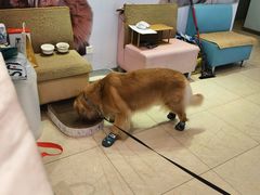 -瑞派申生动物医院·24H夜诊·国际动物医疗中心·骨外科(吴中路店)