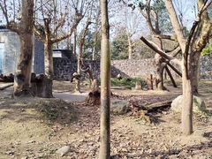 -都江堰中华大熊猫苑