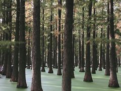 -渌洋湖湿地公园