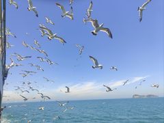 -海驴岛(荣成市)