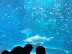 -海合安成都极地海洋公园