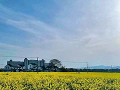 -桑洲油菜花景区