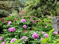 -国家植物园南园