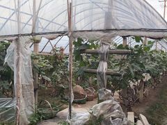 -马陆小张葡萄园农家乐