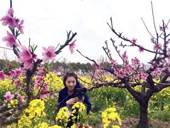 -南汇桃花村