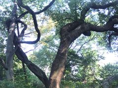 -绮园景区