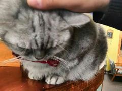 -猫色咖啡·猫咖