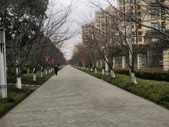 -高东镇樱花园