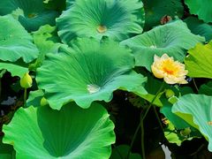 -莲池书院博物馆