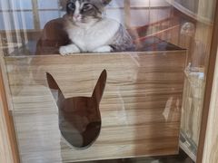 -白兔子密室(长寿路店)