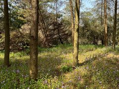 -上海海湾国家森林公园