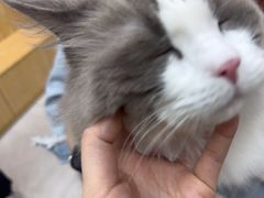 -中农大我爱我爱动物医院·核磁CT·猫病·24小时夜诊中心(石佛营店)