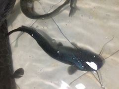 鲶鱼-铁锅炖灶台鱼老三炖鱼馆