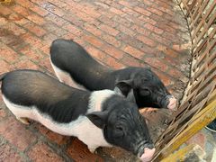 -荆州中山公园动物园