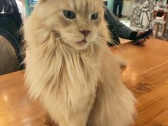 -猫小院猫主题餐厅(三里屯店)