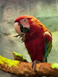 -Zoolung Zoolung动物主题公园(海信广场店)