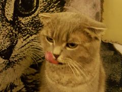 -猫色咖啡·猫咖