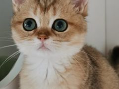 -东方名猫馆·英短金渐层布偶猫舍(环线广场1号楼店)