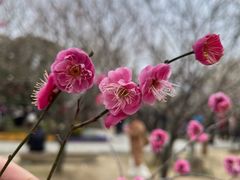 -香雪海
