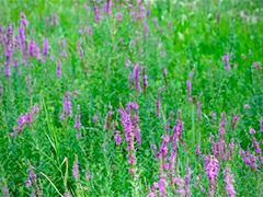 -西青郊野公园