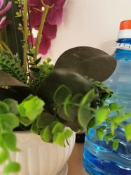 -薇兰专业脱毛连锁机构