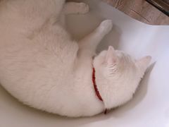 -猫的茶·猫咖