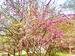 -长白岛森林公园