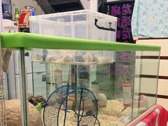 -钓仓鼠(洋桥北里小区店)