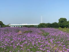 -西京湾花海