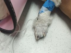 -联合动物医院(光谷诊疗中心)