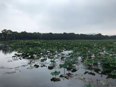 -荷塘月色湿地公园·向阳花洲