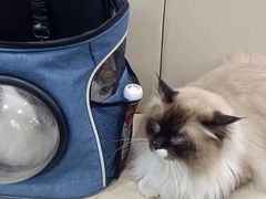 -安安宠医安欣宠物医院