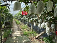 -马陆小张葡萄园农家乐