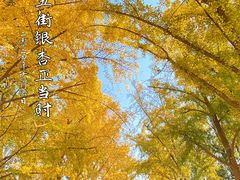 -三里屯东五街银杏大道