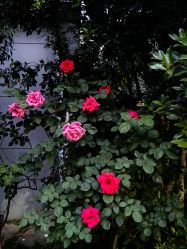 -弗蕾亚·和月月子调理院(东湖店)