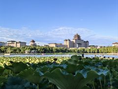 -莲花池公园